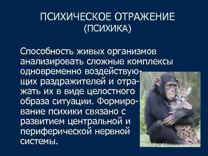 ПСИХИЧЕСКОЕ ОТРАЖЕНИЕ (ПСИХИКА) Способность живых организмов анализировать сложные комплексы одновременно воздействующих раздражителей и отражать