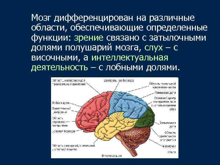 Мозг дифференцирован на различные области, обеспечивающие определенные функции: зрение связано с затылочными долями полушарий