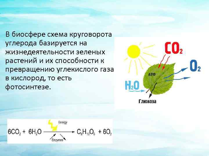 В биосфере схема круговорота углерода базируется на жизнедеятельности зеленых растений и их способности к