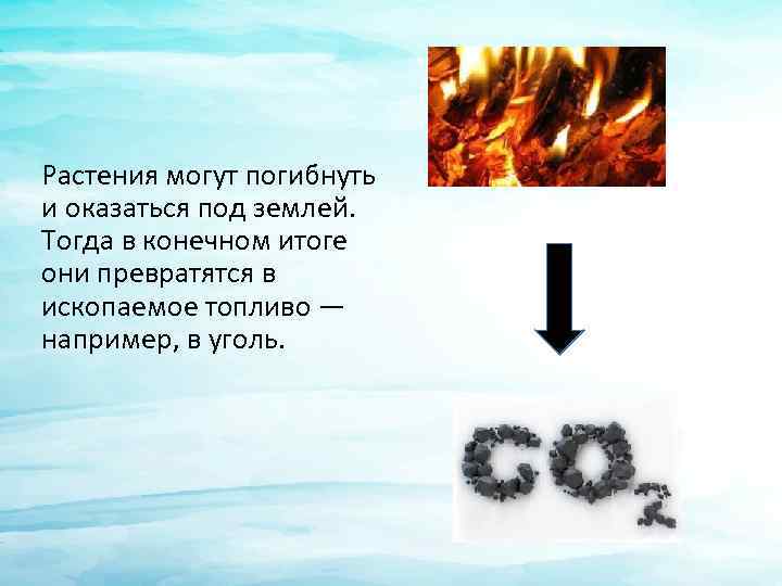 Растения могут погибнуть и оказаться под землей. Тогда в конечном итоге они превратятся в