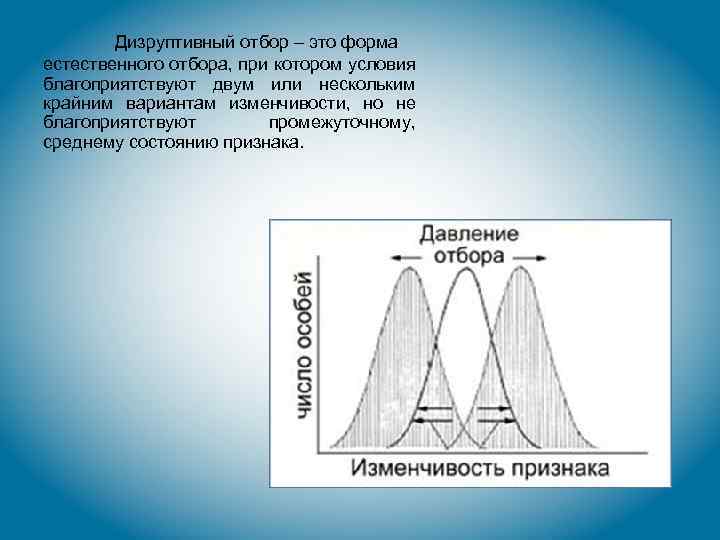 Дизруптивный отбор – это форма естественного отбора, при котором условия благоприятствуют двум или нескольким