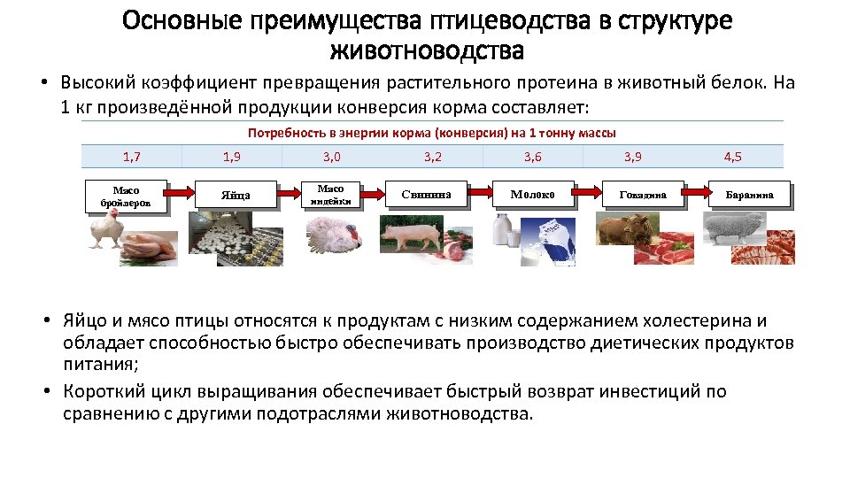 Бизнес план по птицеводству