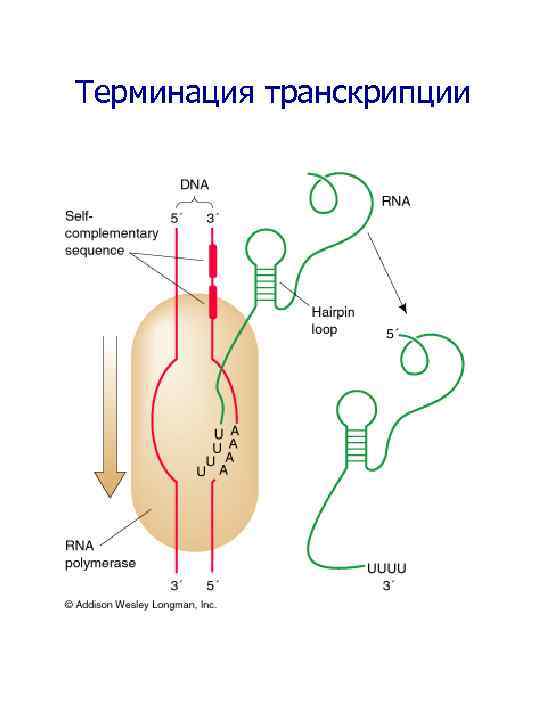 Терминация транскрипции 