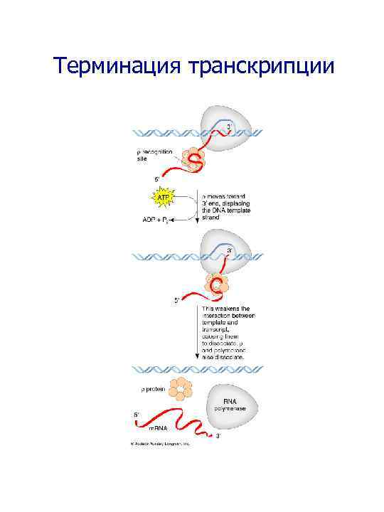 Терминация транскрипции 