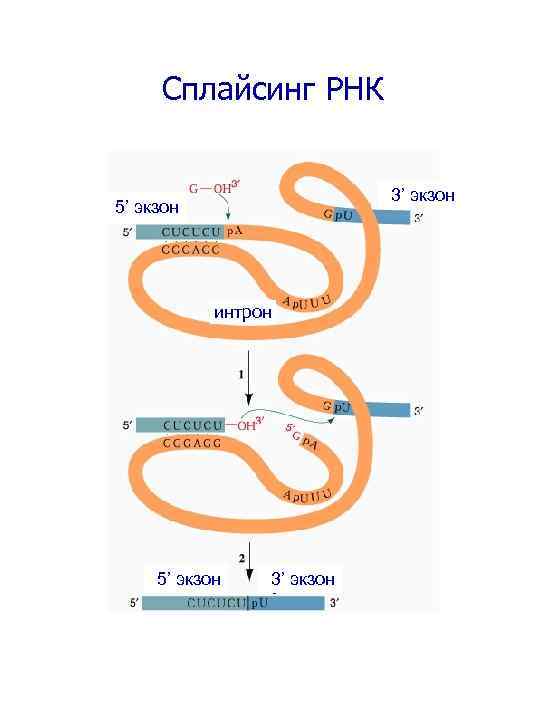 Сплайсинг РНК 3’ экзон 5’ экзон интрон 5’ экзон 3’ экзон 