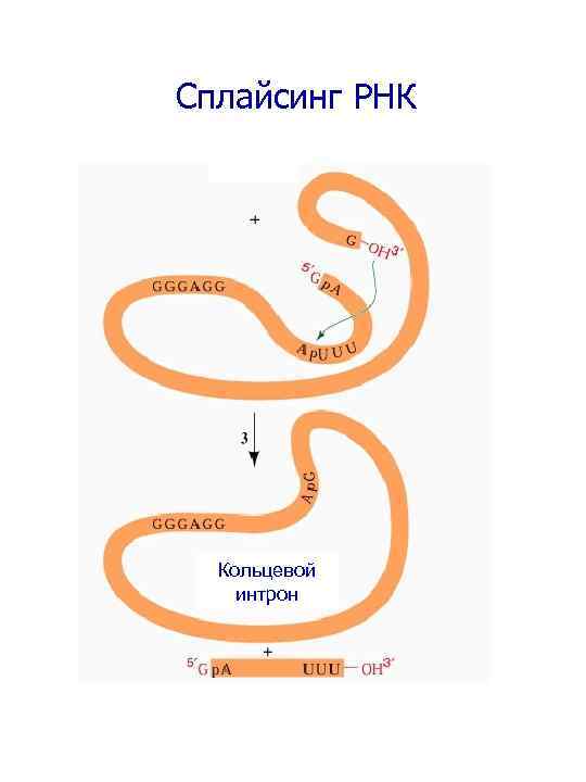 Сплайсинг РНК Кольцевой интрон 