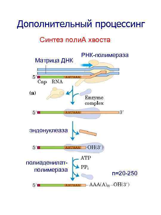 Дополнительный процессинг Синтез поли. А хвоста Матрица ДНК РНК-полимераза эндонуклеаза полиаденилатполимераза n=20 -250 