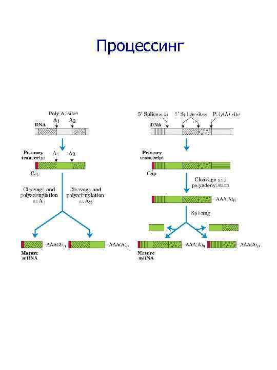 Процессинг 