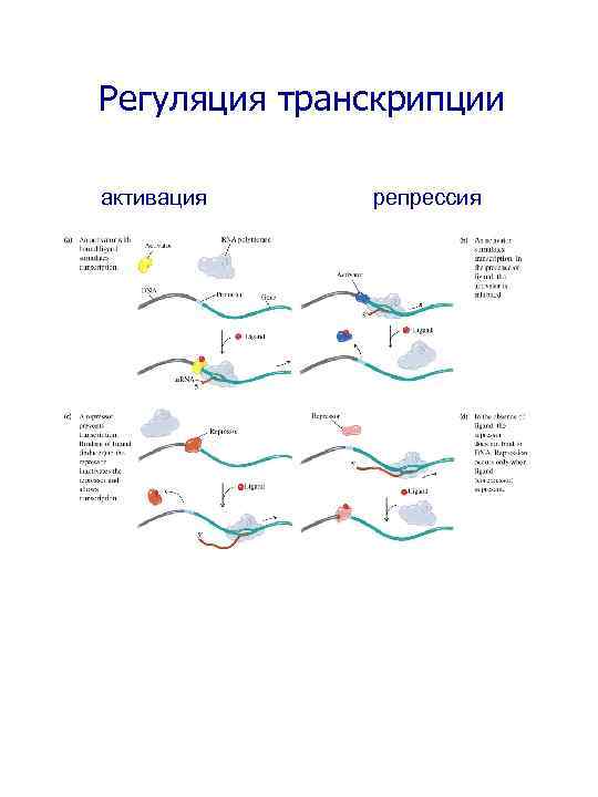 Регуляция транскрипции активация репрессия 