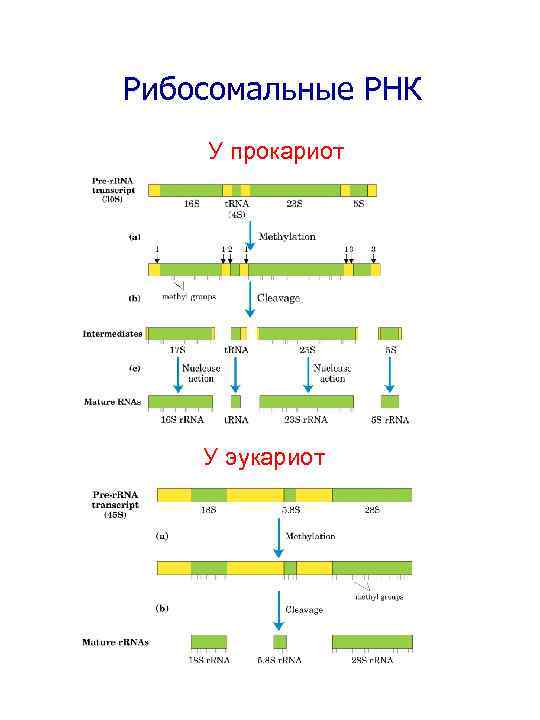 3 созревания рнк. Структура ИРНК эукариот. Типа РНК полимераз у эукариот прокариот. РНК полимераза эукариот. Образование молекул МРНК У эукариот.