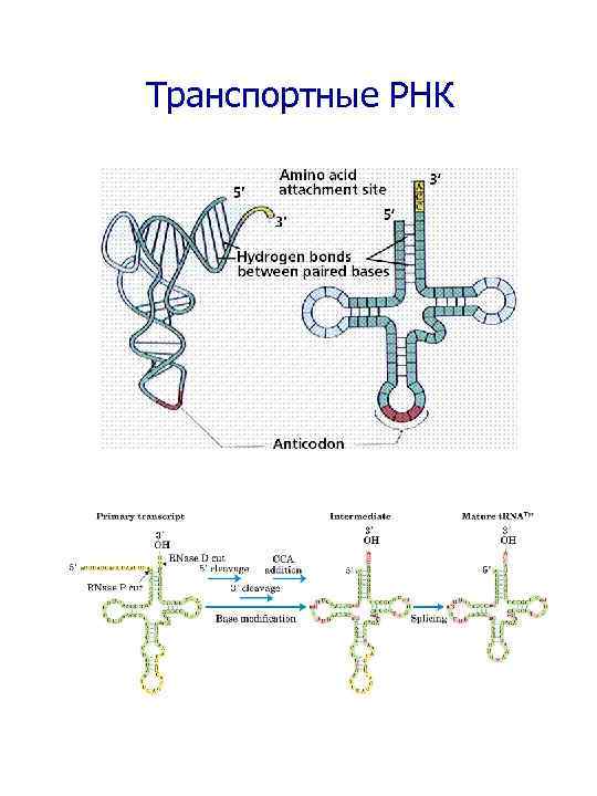 Транспортные РНК 