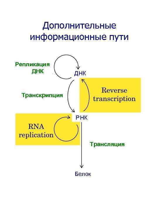 Дополнительные информационные пути Репликация ДНК Транскрипция РНК Трансляция Белок 