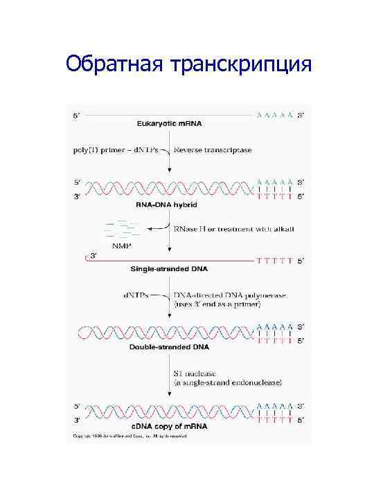 Обратная транскрипция 