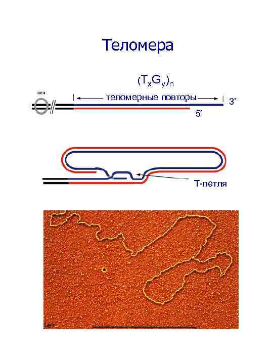 Теломера (Tx. Gy)n теломерные повторы 5’ Т-петля 3’ 