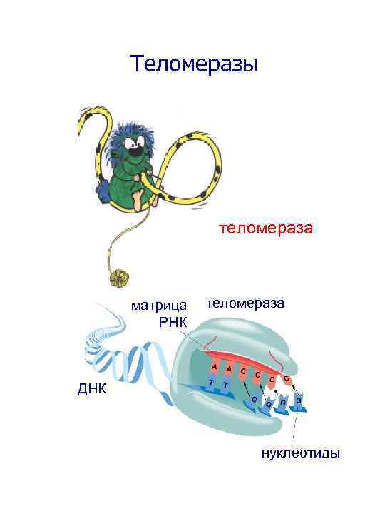 Теломеразы теломераза матрица РНК теломераза ДНК нуклеотиды 