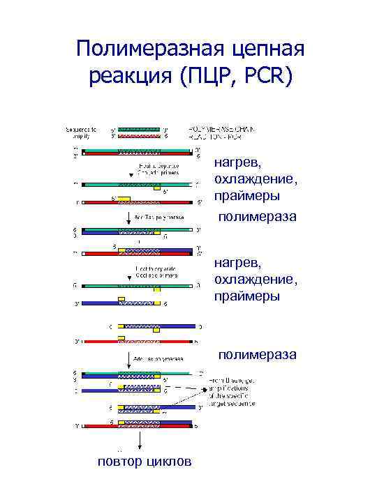 Полимеразная цепная реакция (ПЦР, PCR) нагрев, охлаждение, праймеры полимераза повтор циклов 