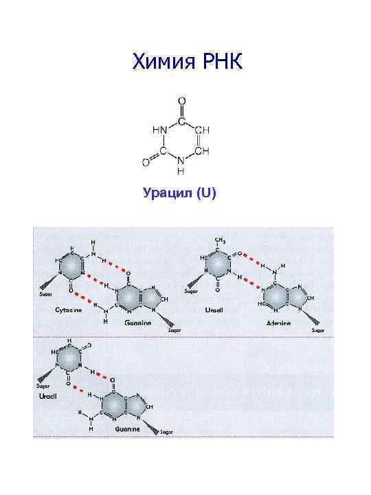 Рнк содержит нуклеотид с урацилом. Урацил и гуанин водородные связи. Строение РНК аденин + урацил. Урацил химическая формула. Урацил строение молекулы.