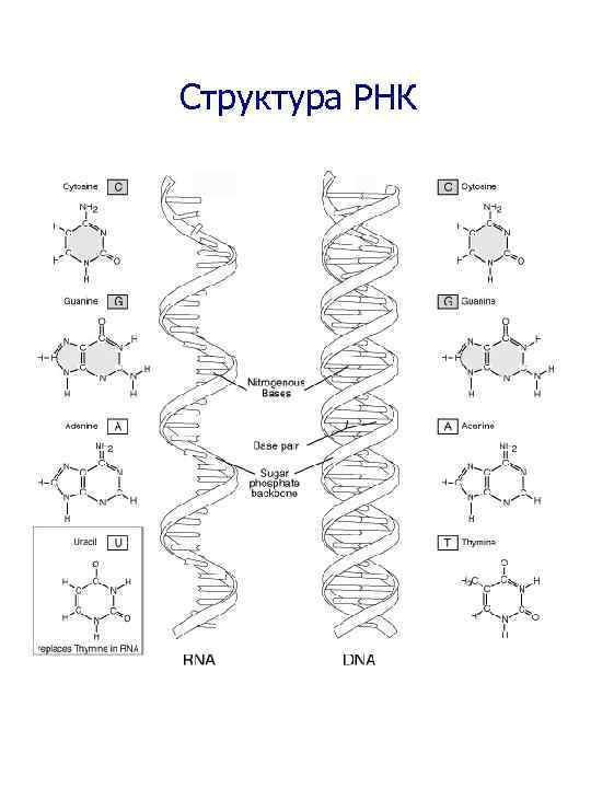 Схема строения рнк