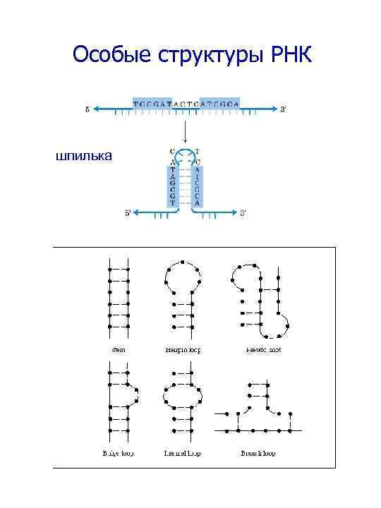 Пространственная структура рнк