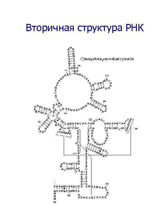 Вторичная структура РНК 