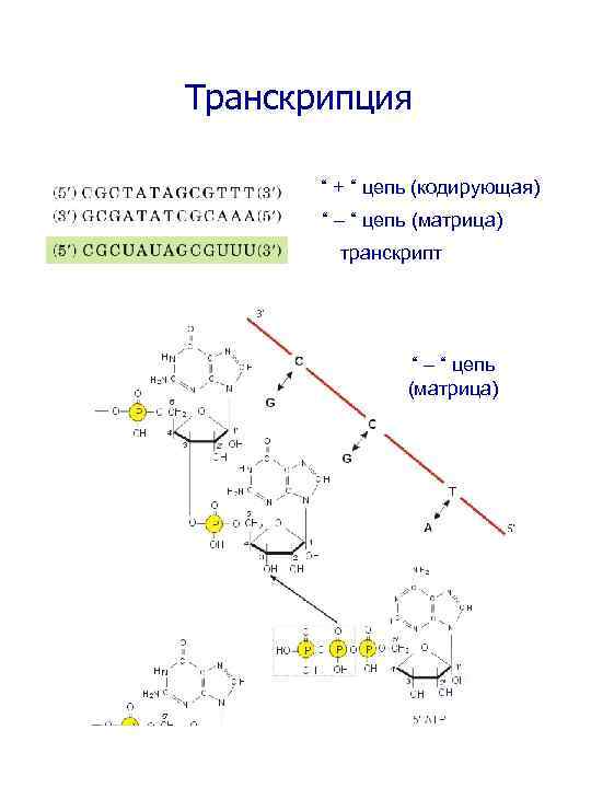 Транскрипция “ + “ цепь (кодирующая) “ “ цепь (матрица) транскрипт “ “ цепь