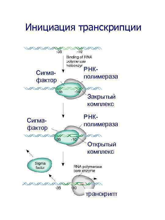 Сигма фактор. Схема процесса транскрипции инициация. Транскрипция инициация элонгация терминация. Этапы транскрипции инициация элонгация терминация. Схема инициация транскрипции биохимия.