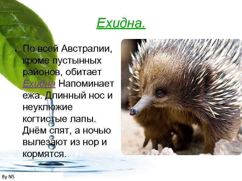 Ехидна. ● По всей Австралии, кроме пустынных районов, обитает Ехидна Напоминает ежа. Длинный нос