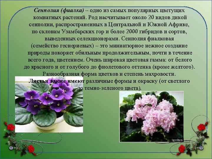 Сенполия (фиалка) – одно из самых популярных цветущих комнатных растений. Род насчитывает около 20