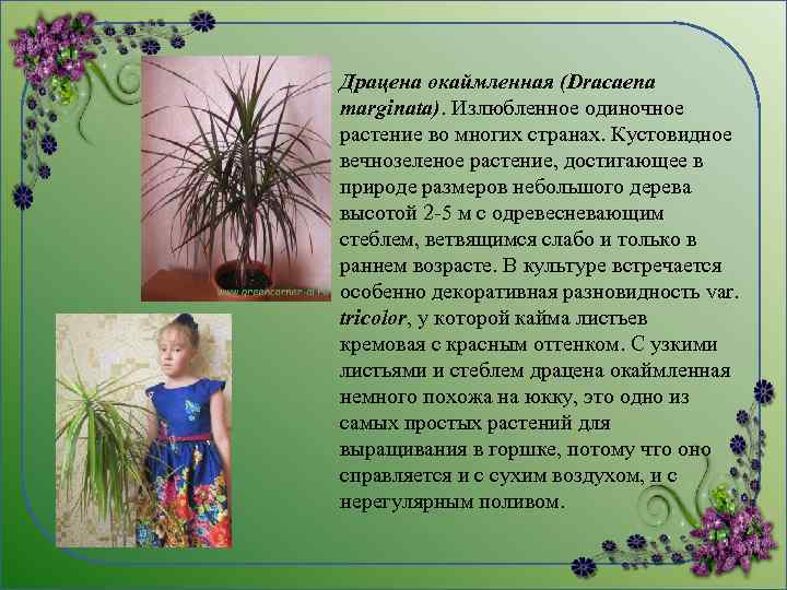 Драцена окаймленная (Dracaena marginata). Излюбленное одиночное растение во многих странах. Кустовидное вечнозеленое растение, достигающее