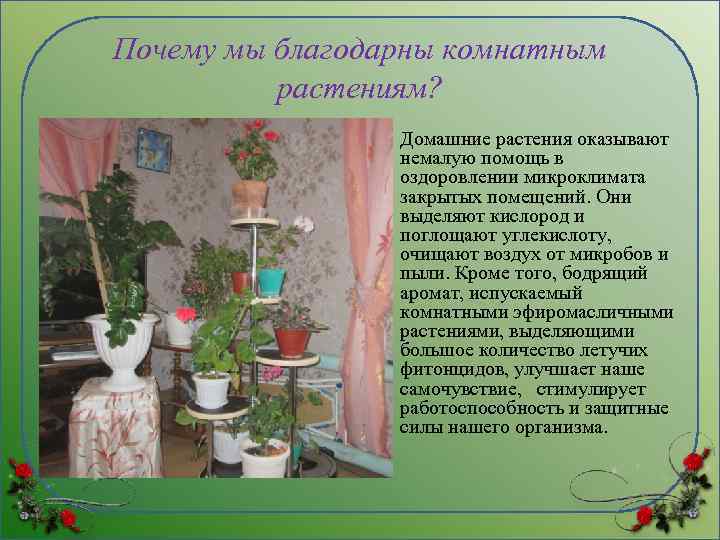 Почему мы благодарны комнатным растениям? • Домашние растения оказывают немалую помощь в оздоровлении микроклимата