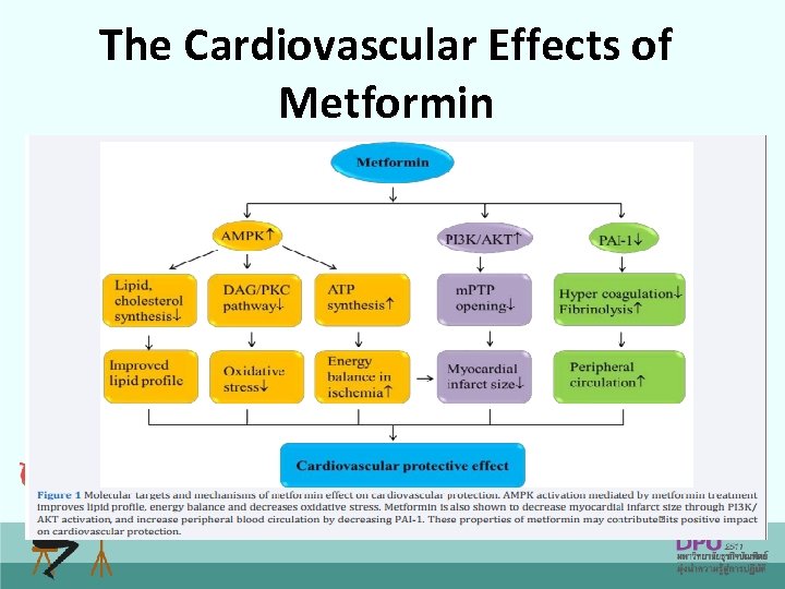 The Cardiovascular Effects of Metformin 