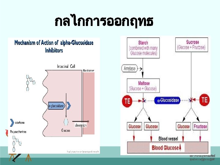 กลไกการออกฤทธ 