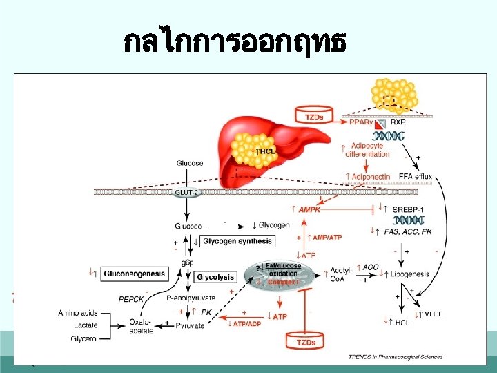 กลไกการออกฤทธ 