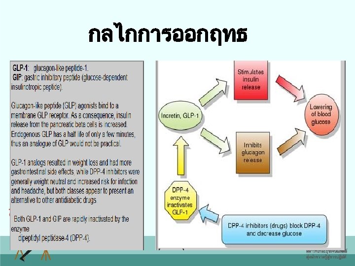 กลไกการออกฤทธ 