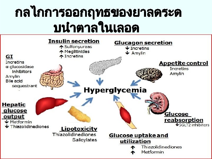 กลไกการออกฤทธของยาลดระด บนำตาลในเลอด 