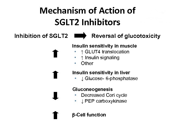 Mechanism of Action of SGLT 2 Inhibitors Inhibition of SGLT 2 Reversal of glucotoxicity
