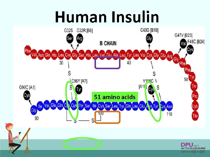 Human Insulin 51 amino acids 59 