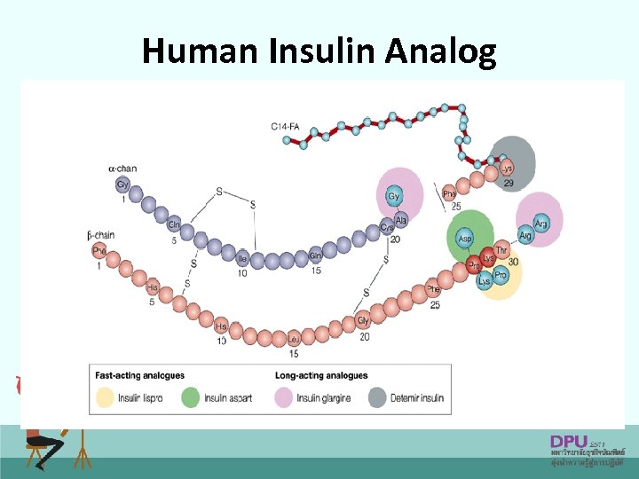 Human Insulin Analog 