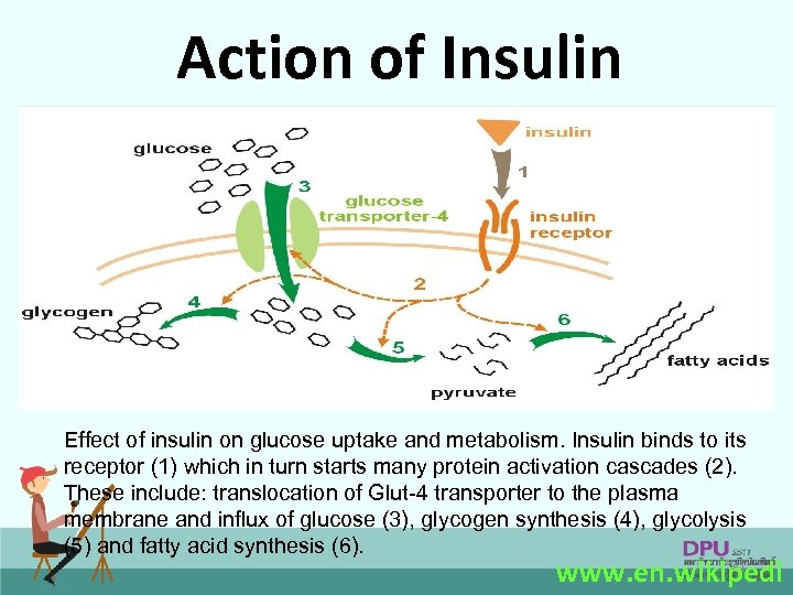 Action of Insulin Effect of insulin on glucose uptake and metabolism. Insulin binds to