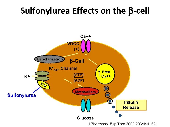 Sulfonylurea Effects on the -cell Ca++ VDCC (+) Depolarization -Cell K+ATP Channel K+ SU