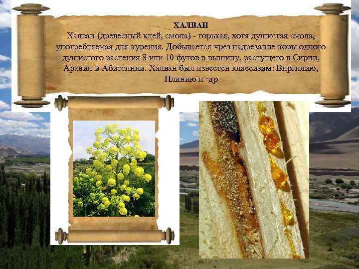 ХАЛВАН Халван (древесный клей, смола) - горькая, хотя душистая смола, употребляемая для курения. Добывается