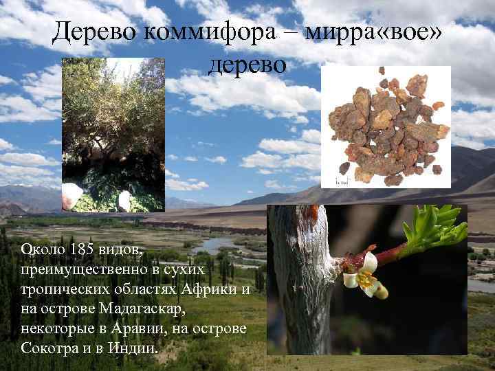 Дерево коммифора – мирра «вое» дерево Около 185 видов, преимущественно в сухих тропических областях