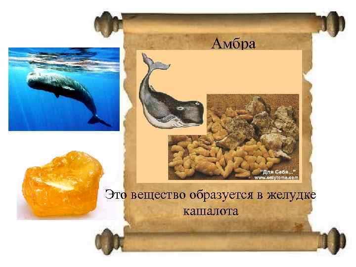 Амбра Это вещество образуется в желудке кашалота 