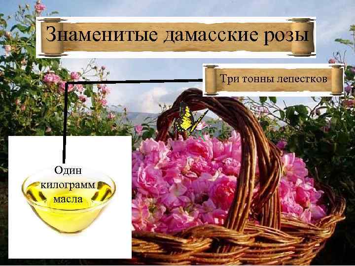 Знаменитые дамасские розы Три тонны лепестков Один килограмм масла 