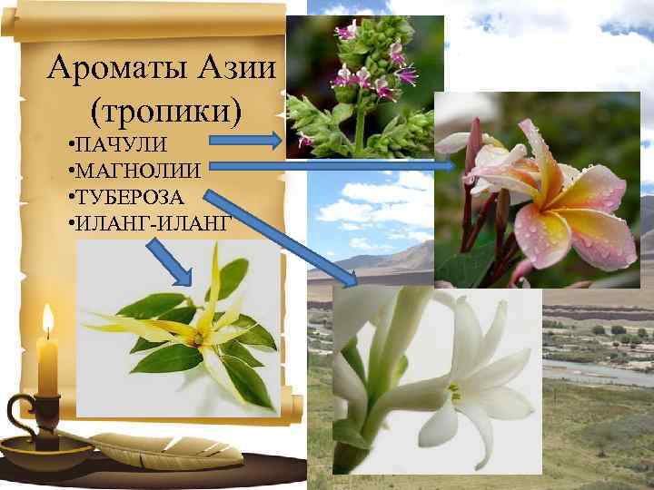 Ароматы Азии (тропики) • ПАЧУЛИ • МАГНОЛИИ • ТУБЕРОЗА • ИЛАНГ-ИЛАНГ 