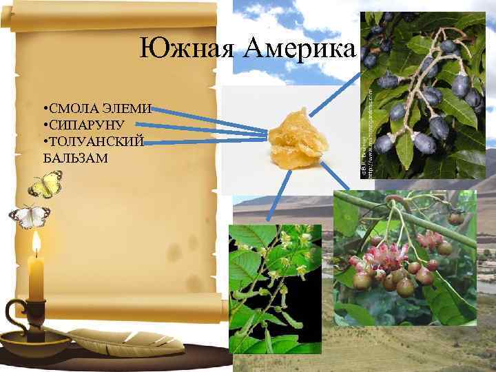 Южная Америка • СМОЛА ЭЛЕМИ • СИПАРУНУ • ТОЛУАНСКИЙ БАЛЬЗАМ 