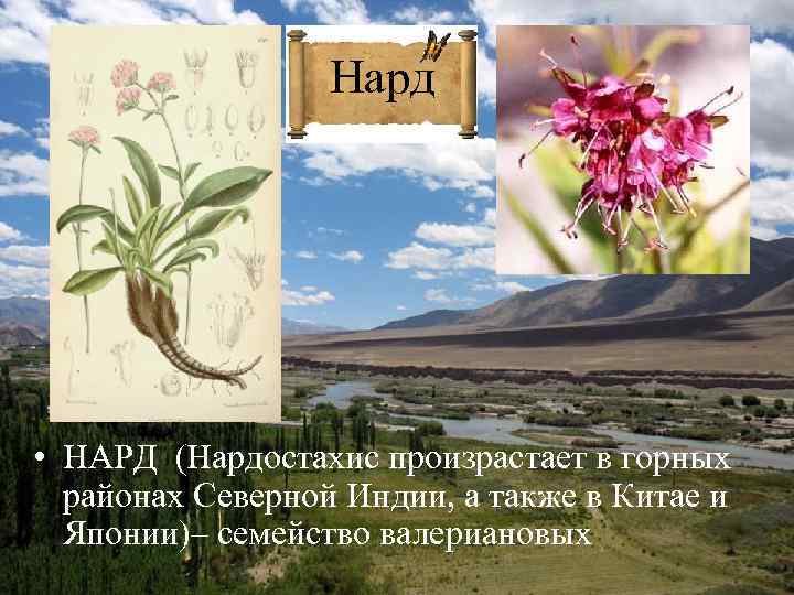 Нард • НАРД (Нардостахис произрастает в горных районах Северной Индии, а также в Китае