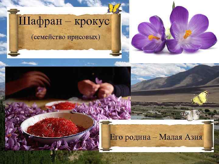 Шафран – крокус (семейство ирисовых) Его родина – Малая Азия 