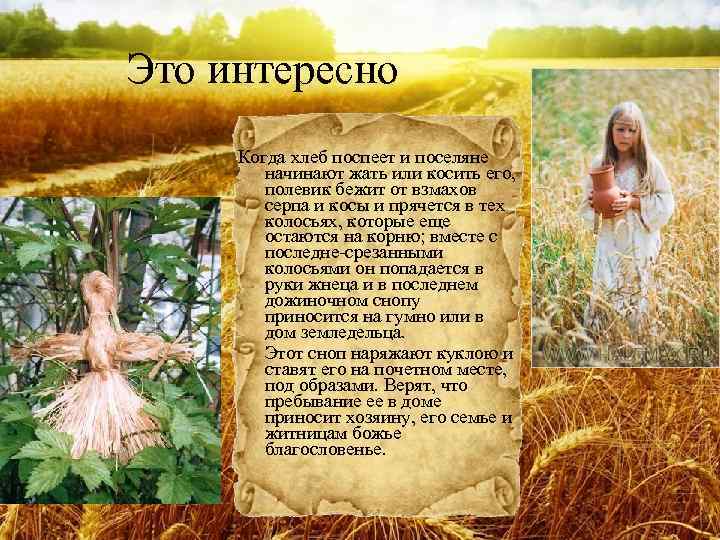 Это интересно Когда хлеб поспеет и поселяне начинают жать или косить его, полевик бежит