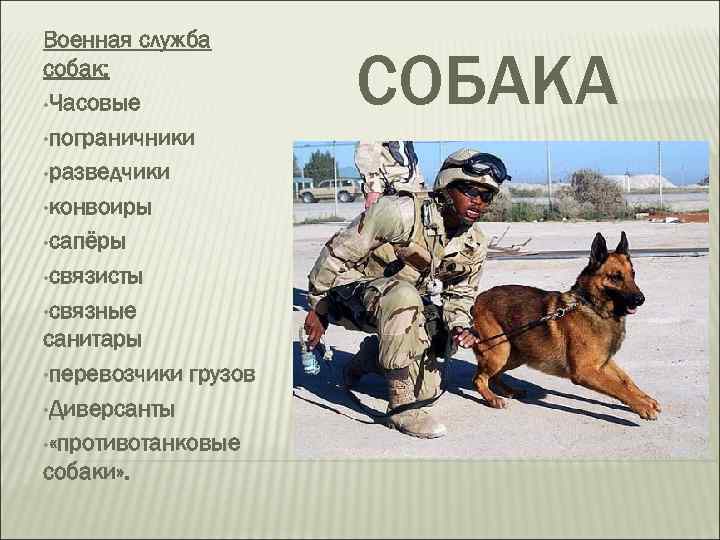 Военная служба собак: • Часовые • пограничники • разведчики • конвоиры • сапёры •